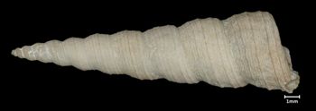 Media type: image;   Malacology 7453 Aspect: dorsal